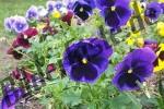 Bilder zum Thema stiefm�tterchen anzeigen