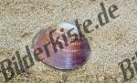 Bilder zum Thema tellmuscheln anzeigen
