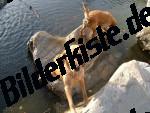 Bilder zum Thema lebewesen anzeigen