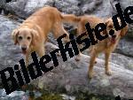 Bilder zum Thema haustiere anzeigen