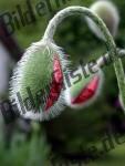 Bilder zum Thema bl�te anzeigen