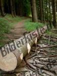 Bilder zum Thema baumf�llen anzeigen