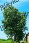 Apfalbaum neben H�tte