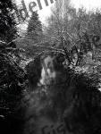 Fluss Winter mit B�umen