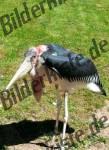 Bilder zum Thema marabu anzeigen