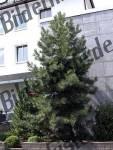 Bilder zum Thema costruzione anzeigen