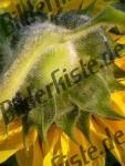 Bilder zum Thema st�ngel anzeigen