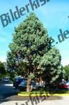Bilder zum Thema baum anzeigen