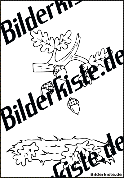 Ast mit Blttern und Eicheln